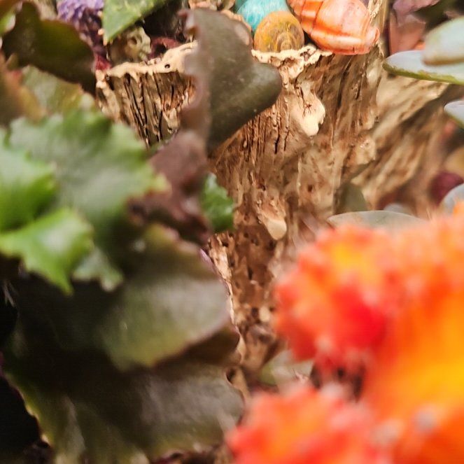 Photo of the plant species Common Liverwort by @SelectConecatus named McKinley on Greg, the plant care app