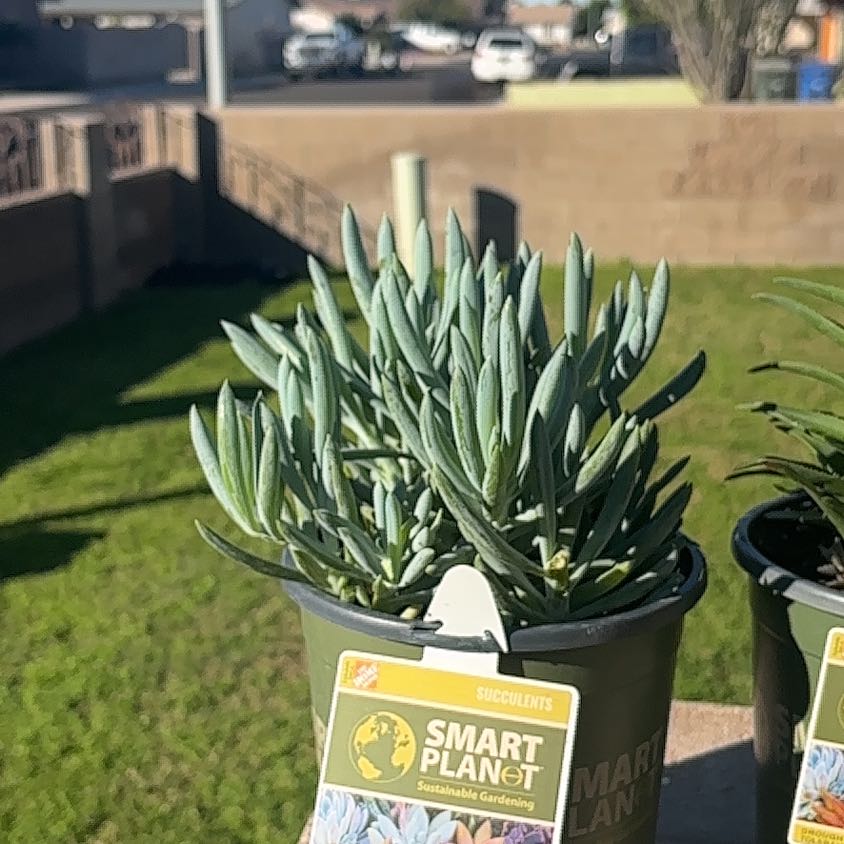 Photo of the plant species Blue Chalksticks by @KeyBeans98 named Eva on Greg, the plant care app