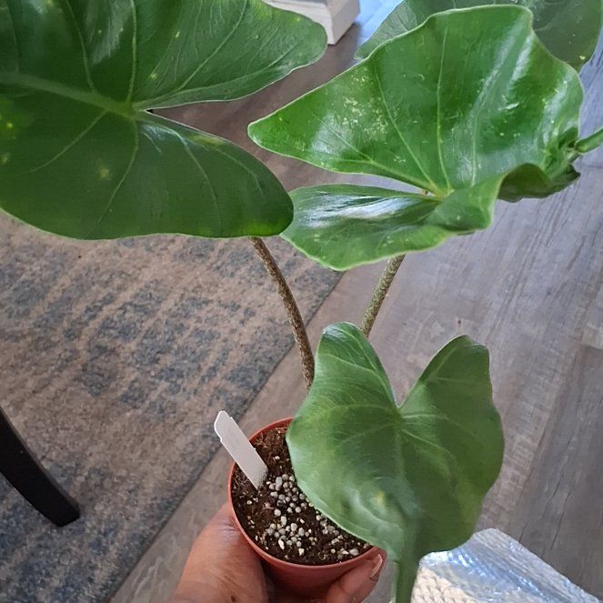 Photo of the plant species Sting Ray by @QuaintChia64 named Walt on Greg, the plant care app