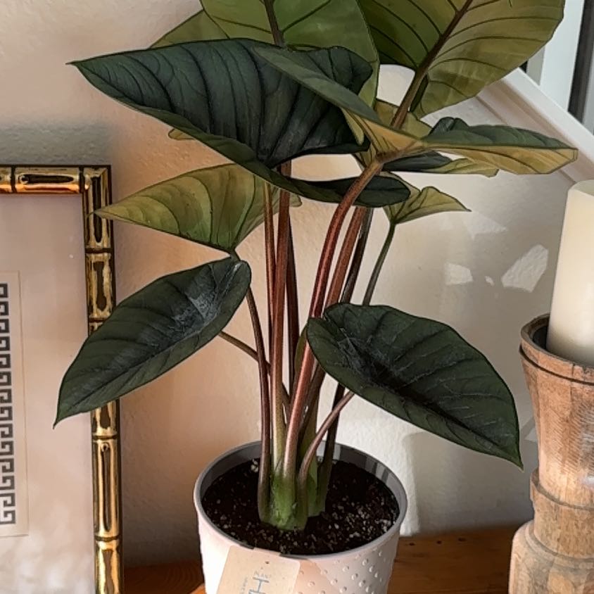Photo of the plant species Alocasia Bisma Silver by @BabySapote39 named Demi on Greg, the plant care app