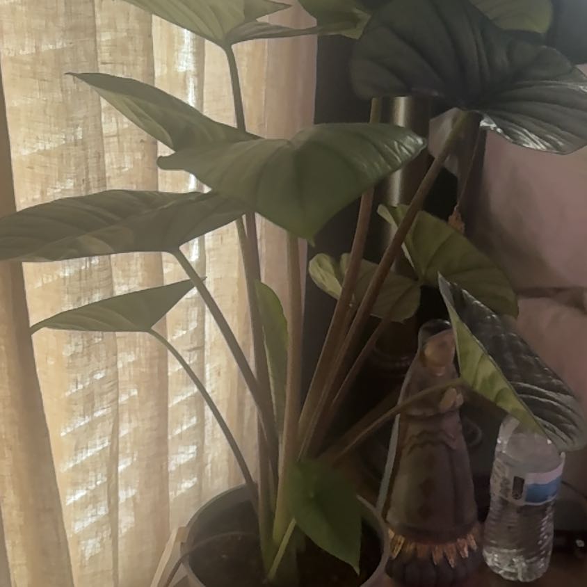 Photo of the plant species Alocasia Bisma Silver by @BabySapote39 named Gregarious on Greg, the plant care app