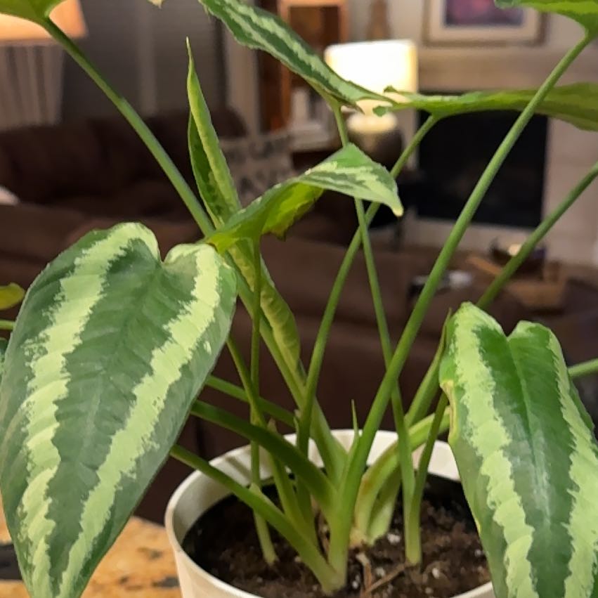 Photo of the plant species Philodendron 'Congo' by @BabySapote39 named Sherlock on Greg, the plant care app