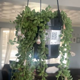 Photo of the plant species String Of Raindrops by @DaringlyFlax39 named Sherlock on Greg, the plant care app