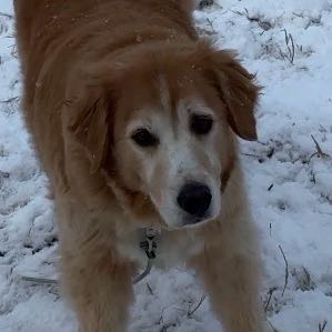 Photo of the plant species Skunk Cabbage by @PurelyCashew48 named Thatcher on Greg, the plant care app