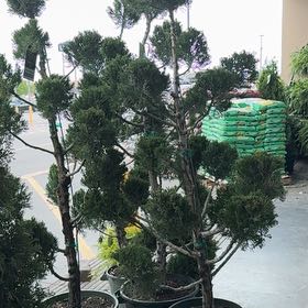 Photo of the plant species Hollywood Juniper by @PurelyCashew48 named Oriental Pompon on Greg, the plant care app