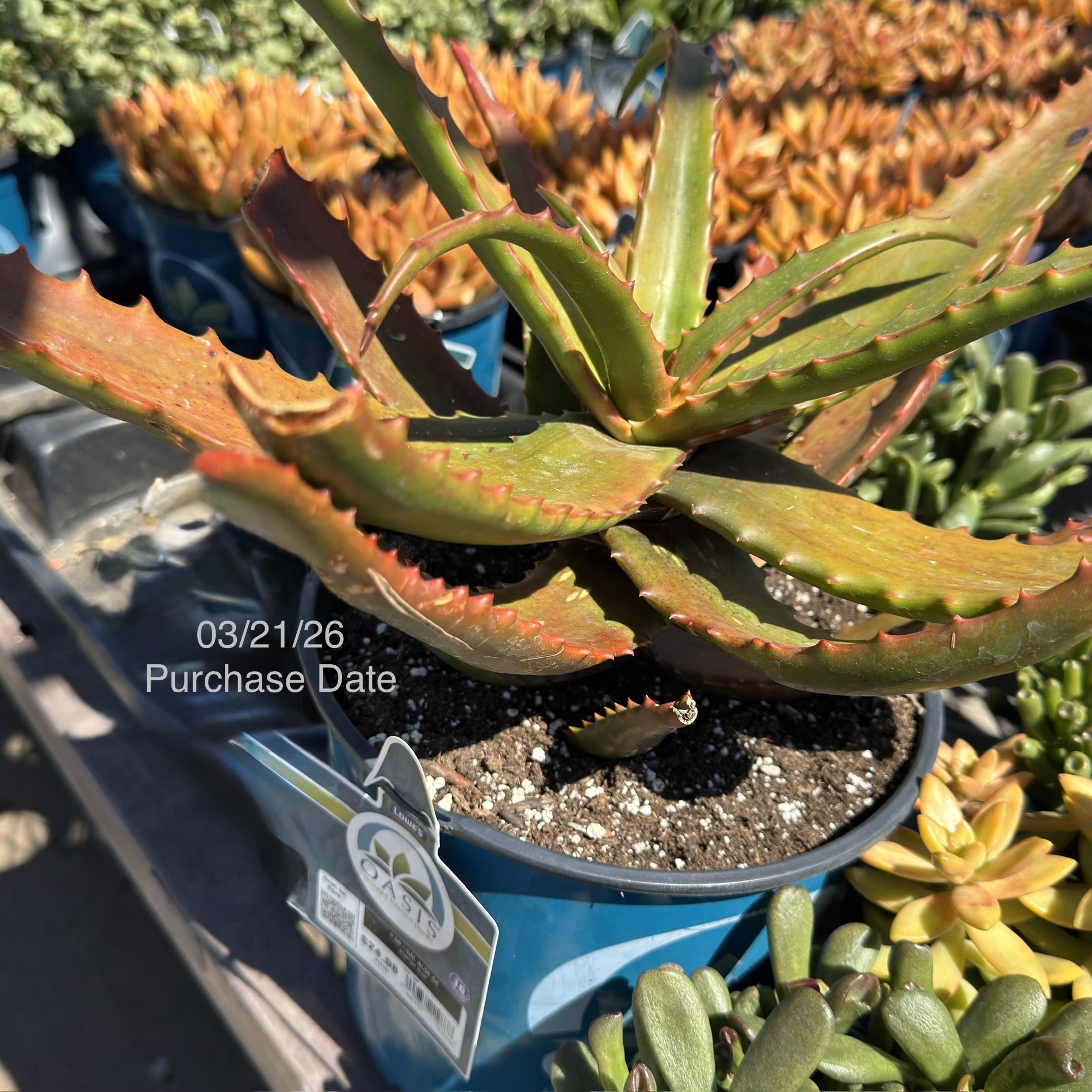 Photo of the plant species Aloe cameronii 'Creme Tangerine' by @PurelyCashew48 named Starfish Aloe on Greg, the plant care app