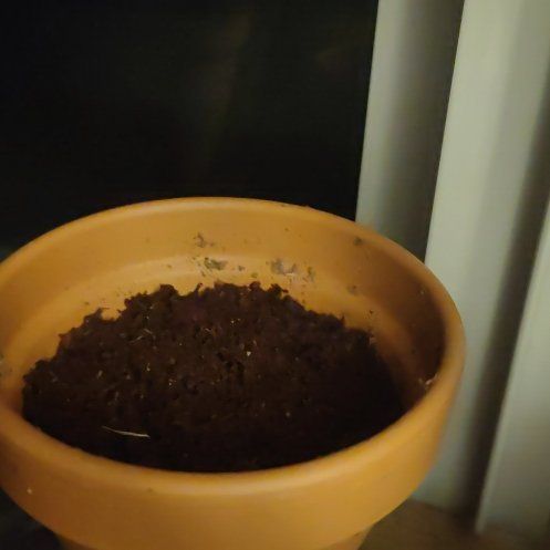 Photo of the plant species Florist's Daisy by @NewDidelta85 named Daisy Dukes on Greg, the plant care app