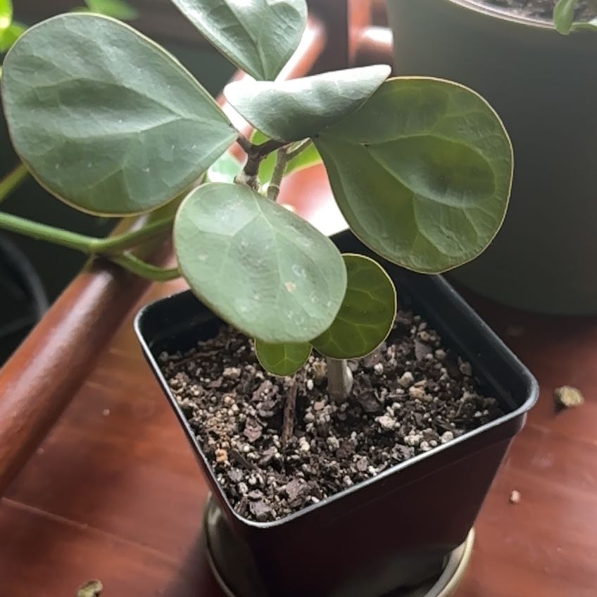 Photo of the plant species Mistletoe Fig by @CredibleEllisia named Madonna on Greg, the plant care app