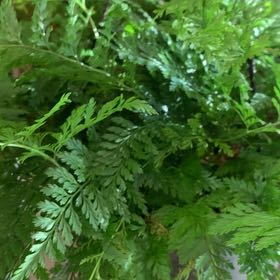 Photo of the plant species Hen and Chicken Fern by @PoetCassava35 named Coco on Greg, the plant care app