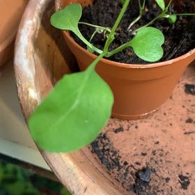 Photo of the plant species Creeping Groundsel by @PoetCassava35 named Beyonce on Greg, the plant care app