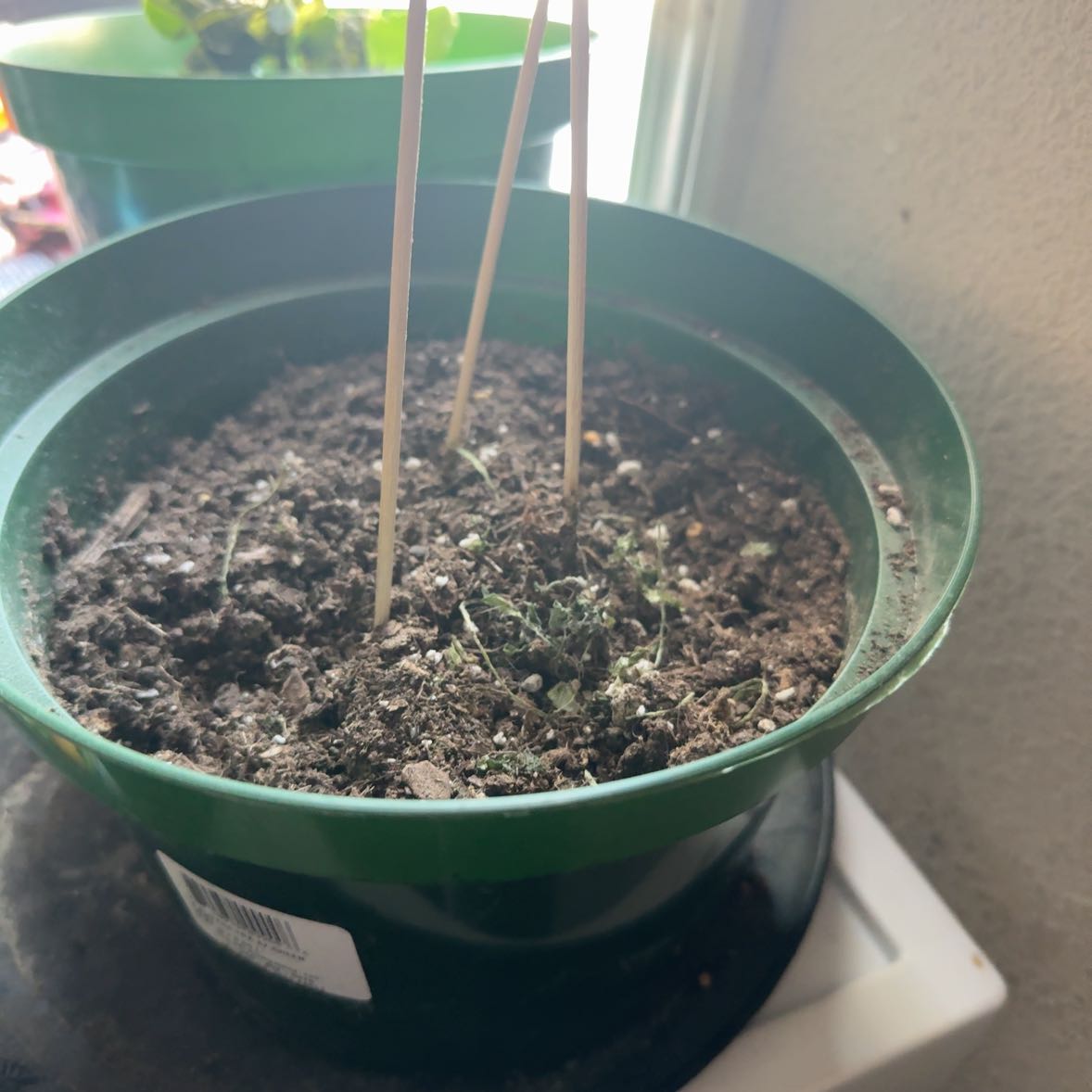 Photo of the plant species Beefsteak Tomato by @CertainBorage89 named Prove her wrong on Greg, the plant care app