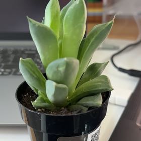 Photo of the plant species Haworthia cuspidata 'Variegata' by @UpholderLilac85 named Sigmund on Greg, the plant care app
