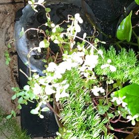 Photo of the plant species Floating Crystalwort by @SportiveSedge44 named Foxxy on Greg, the plant care app