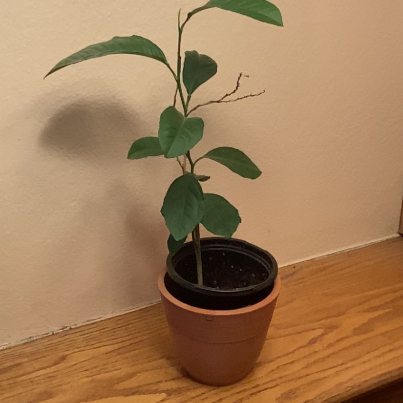 Photo of the plant species Lily 'Lemon Tree' by @DrivenWeed76 named Lemon Tree on Greg, the plant care app