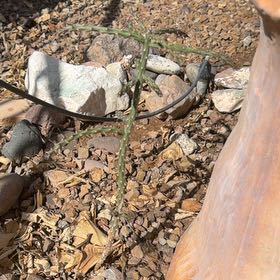 Photo of the plant species Arizona Queen-of-the-Night by @PotentBluebugle named Khaleesi on Greg, the plant care app