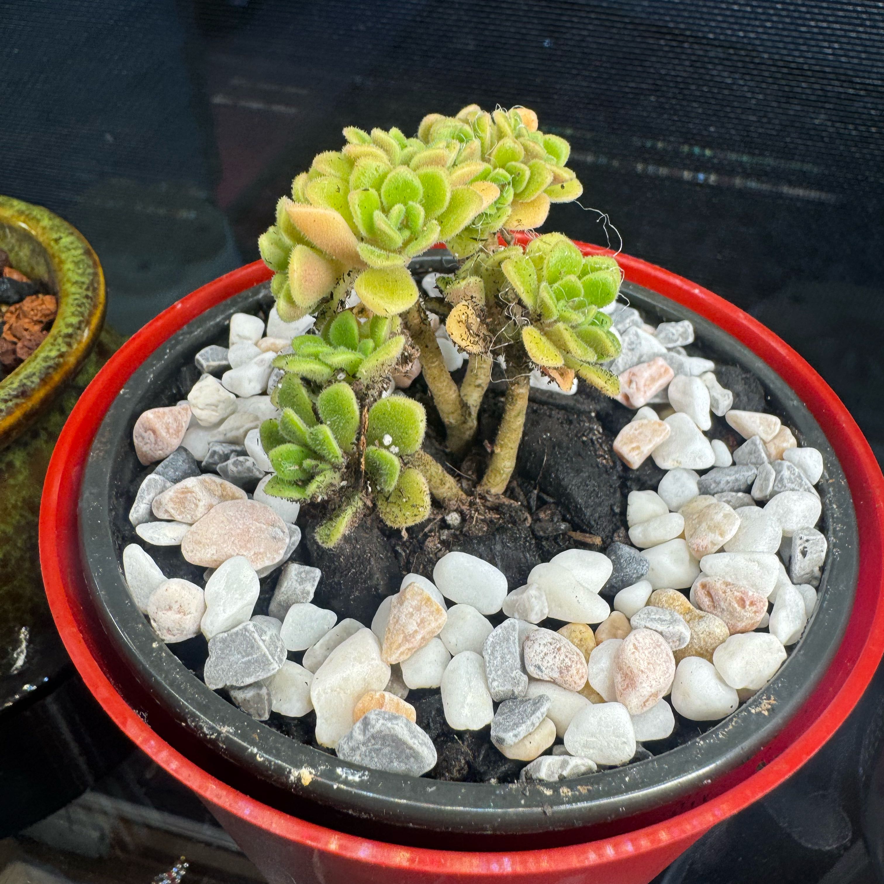 Photo of the plant species Irish Boquet by @MarvelousKoa named Prince on Greg, the plant care app