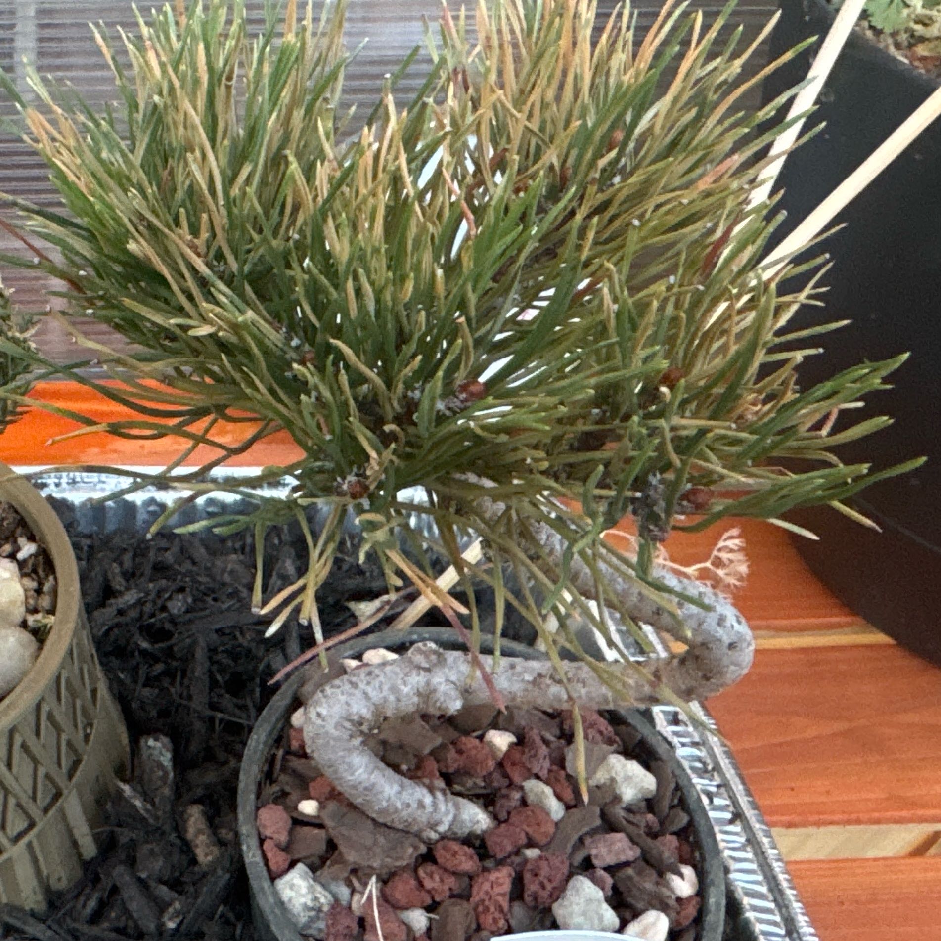 Photo of the plant species Dwarf Japanese Pine by @MarvelousKoa named Emerson on Greg, the plant care app