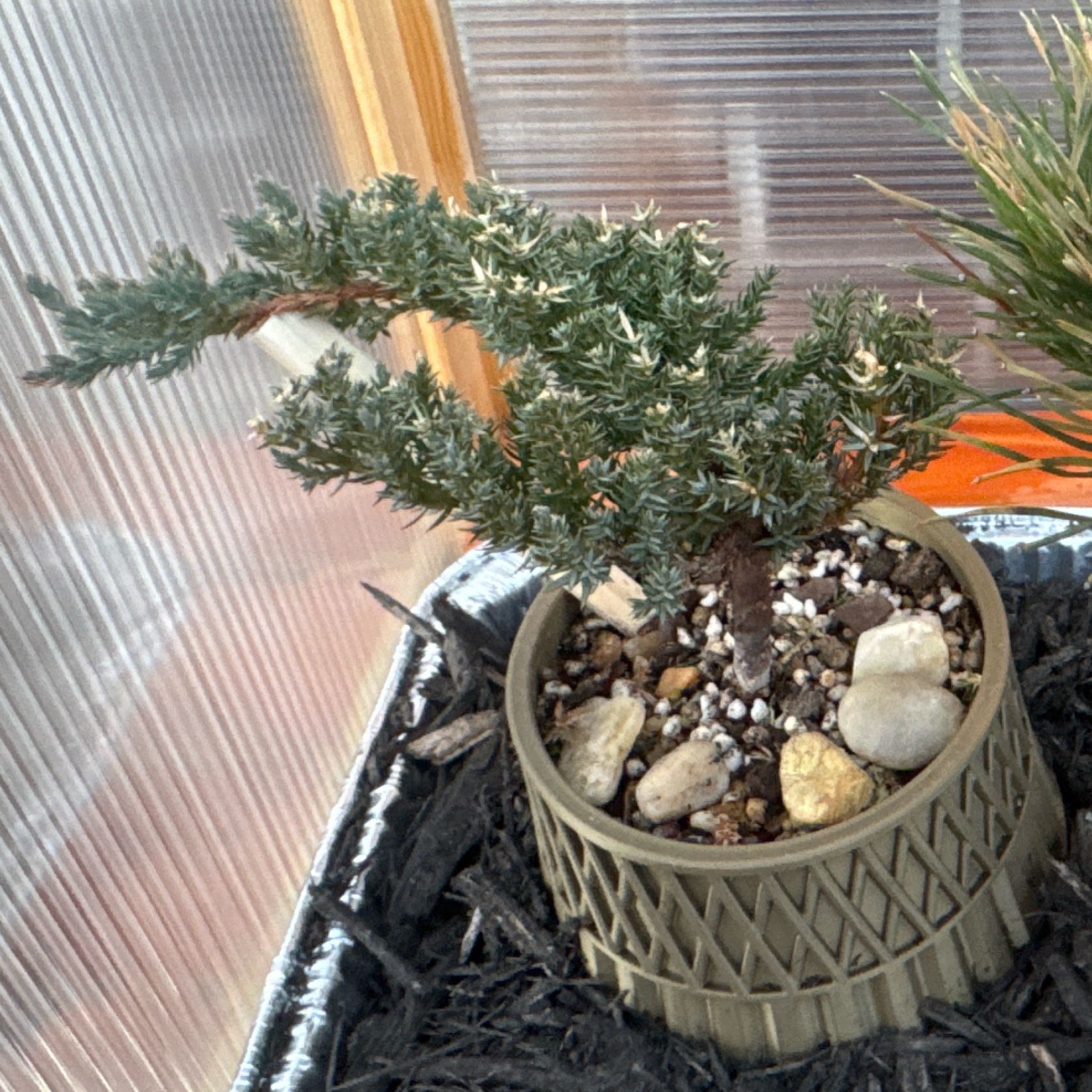 Photo of the plant species Dwarf Chinese Juniper by @MarvelousKoa named ChloroPhil on Greg, the plant care app