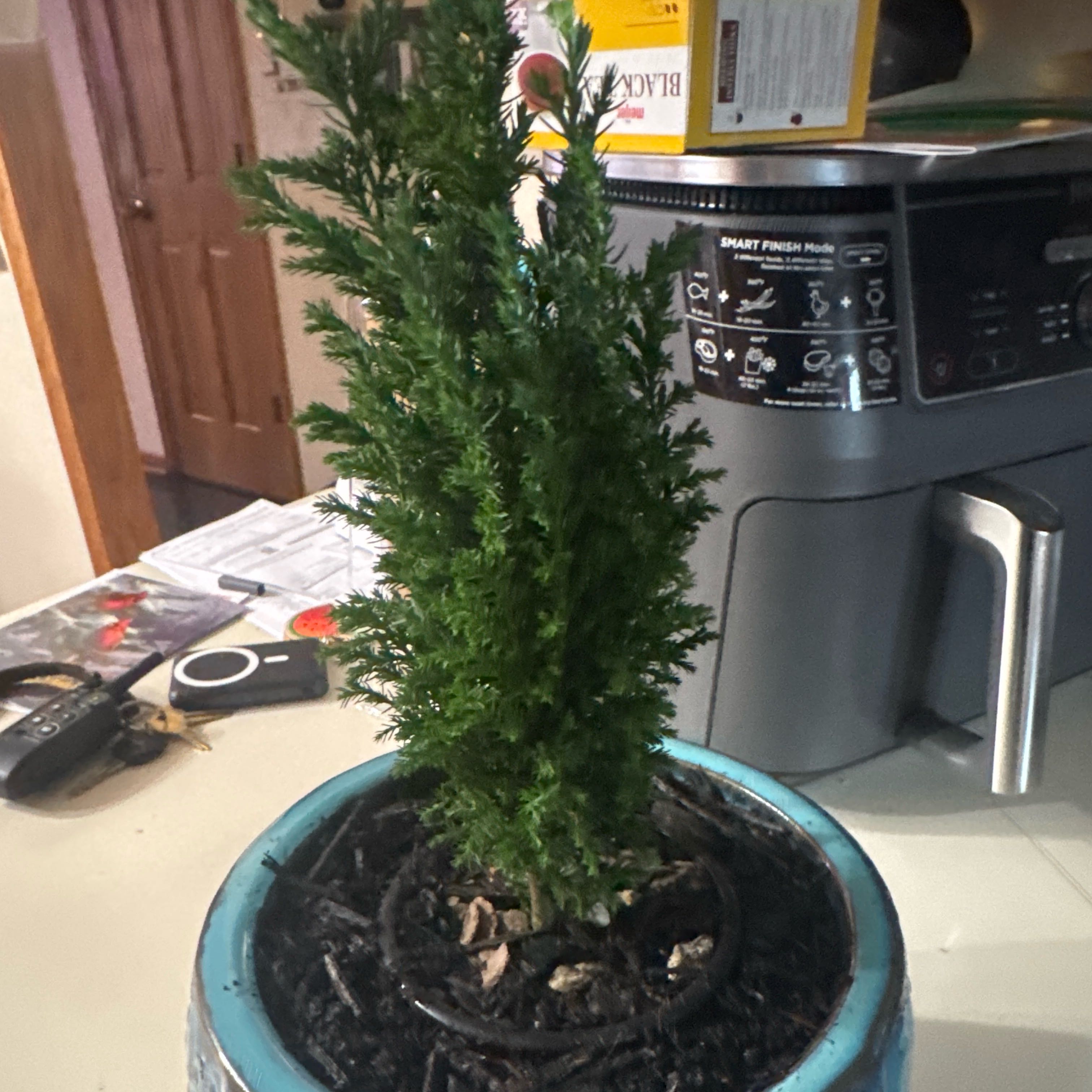 Photo of the plant species European Tree by @MarvelousKoa named Elina on Greg, the plant care app