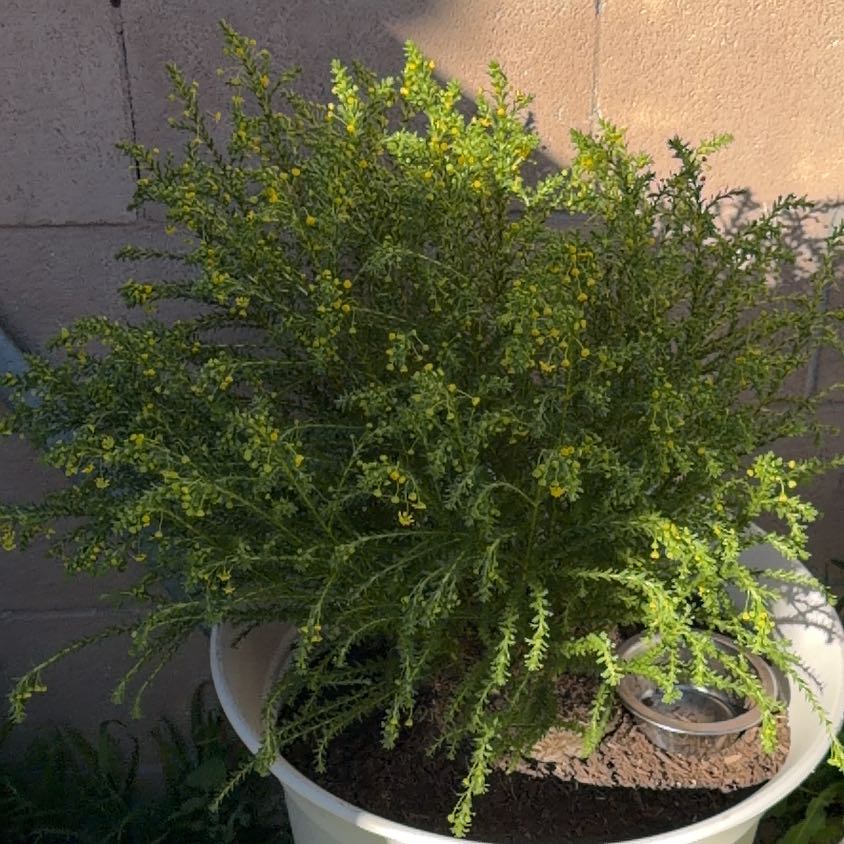 Photo of the plant species Honey Euryops by @ComicKawaka19 named Fluffy on Greg, the plant care app