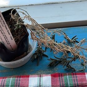 Photo of the plant species Delosperma 'Ocean Sunset Violet' by @BigCamelina86 named Luna on Greg, the plant care app