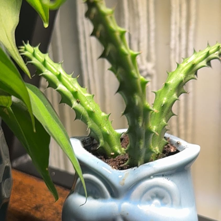 Photo of the plant species Red Dragon Succulent Cactus by @EarthyIodanthus named Harmony on Greg, the plant care app