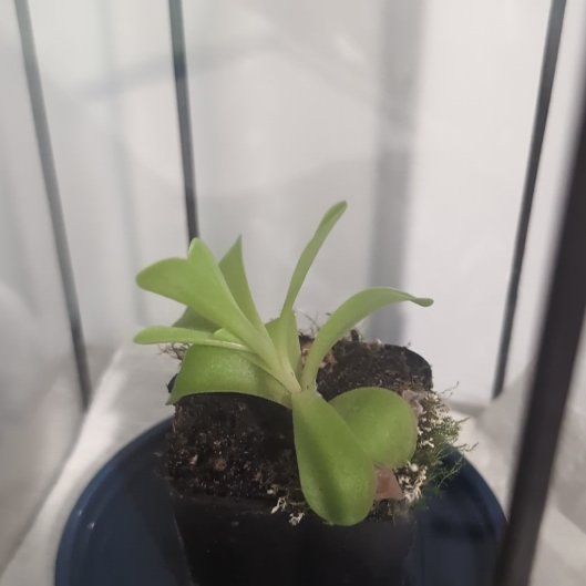 Photo of the plant species Butterwort by @DesiredBonsi43 named Saguaro on Greg, the plant care app