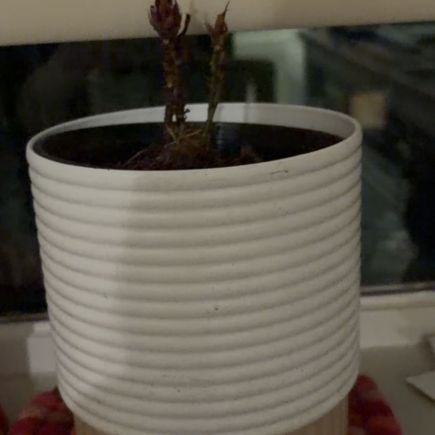 Photo of the plant species Compact Fiddle Leaf Fig by @MatureKamahi26 named Darwin on Greg, the plant care app