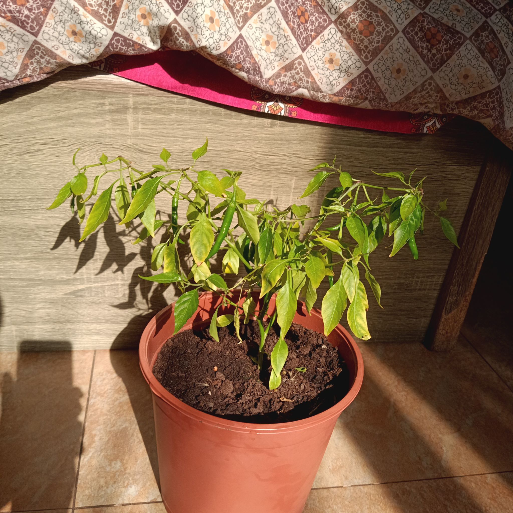 Photo of the plant species Super Chili Pepper by @FairCat27 named Mac on Greg, the plant care app