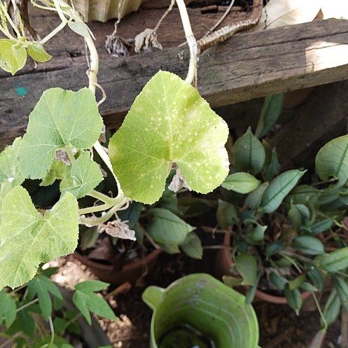 Photo of the plant species Ivy Gourd by @WhollyEmerald27 named Daphne on Greg, the plant care app