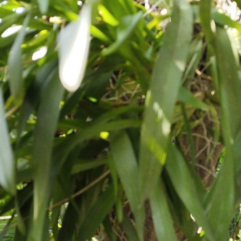 Photo of the plant species Trimezia gracilis by @WhollyEmerald27 named Hamilton on Greg, the plant care app