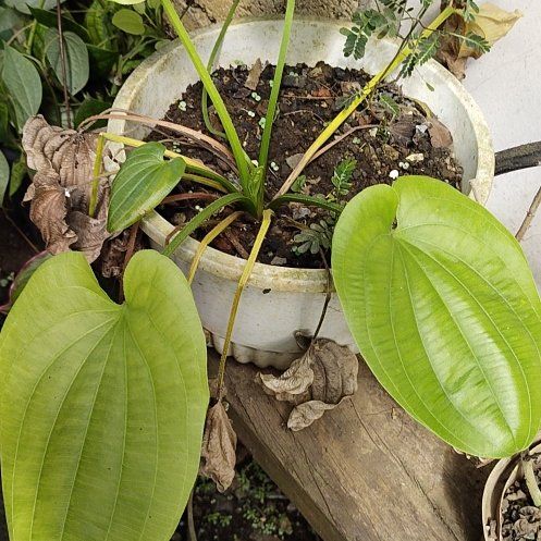 Photo of the plant species Broadleaf Arrowhead by @WhollyEmerald27 named Girlfrond on Greg, the plant care app
