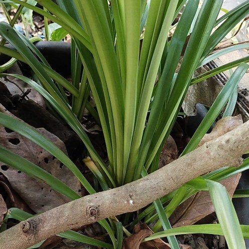 Photo of the plant species Screw Pine by @WhollyEmerald27 named Curie on Greg, the plant care app