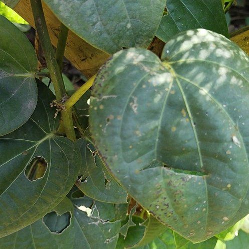 Photo of the plant species kawakawa by @WhollyEmerald27 named Dax on Greg, the plant care app