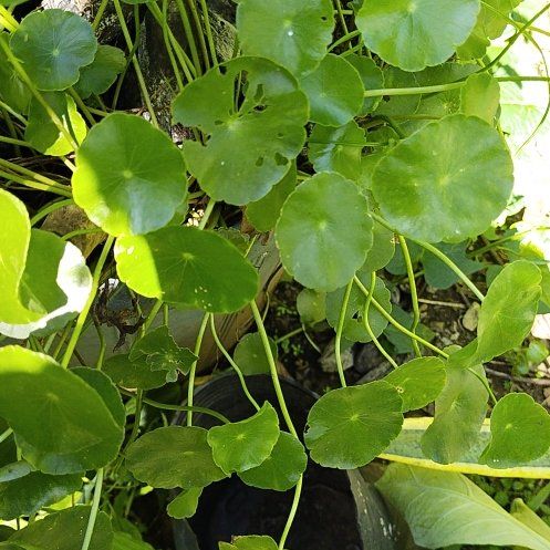 Photo of the plant species Whorled Pennywort by @WhollyEmerald27 named Demi on Greg, the plant care app