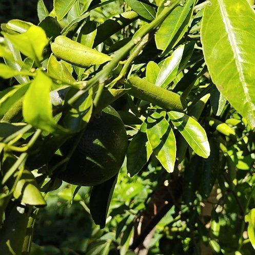 Photo of the plant species Japanese Pagoda Tree by @WhollyEmerald27 named Orwell on Greg, the plant care app