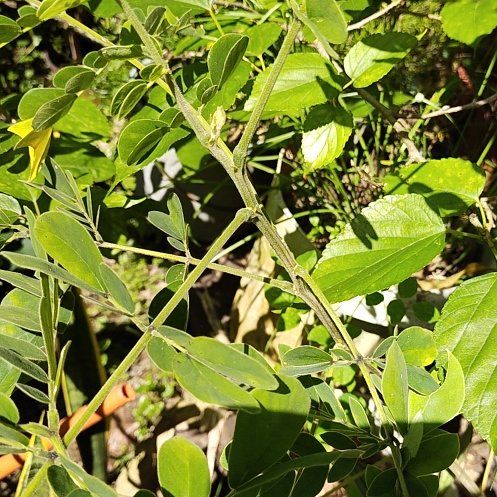 Photo of the plant species False Indigo by @WhollyEmerald27 named Spike Leaves on Greg, the plant care app