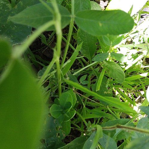 Photo of the plant species Soybean by @WhollyEmerald27 named Sonora on Greg, the plant care app