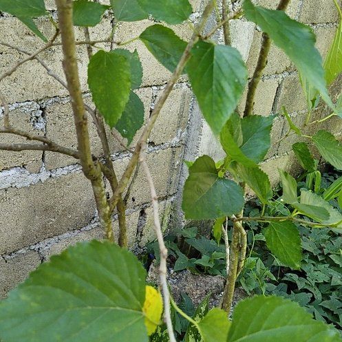 Photo of the plant species False Grape by @WhollyEmerald27 named Nithin on Greg, the plant care app