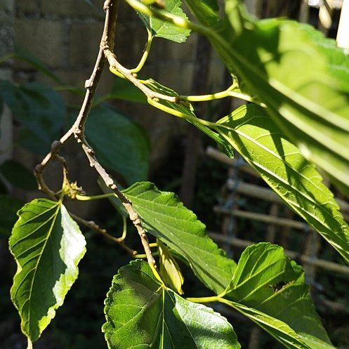 Photo of the plant species Black Mulberry by @WhollyEmerald27 named Kendall on Greg, the plant care app