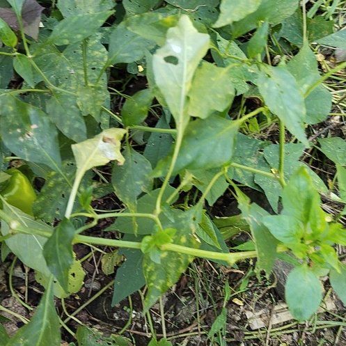 Photo of the plant species American Black Nightshade by @WhollyEmerald27 named Tolkien on Greg, the plant care app