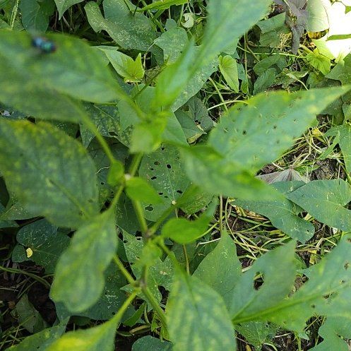 Photo of the plant species American Black Nightshade by @WhollyEmerald27 named Plato on Greg, the plant care app