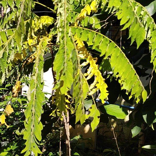 Photo of the plant species African Senna by @WhollyEmerald27 named Pax on Greg, the plant care app
