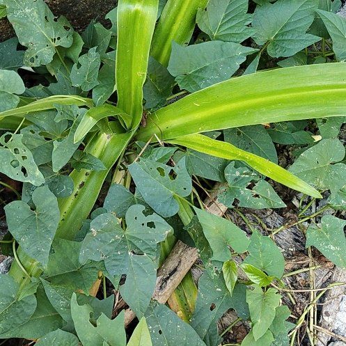 Photo of the plant species Swamp Morning Glory by @WhollyEmerald27 named Maya on Greg, the plant care app