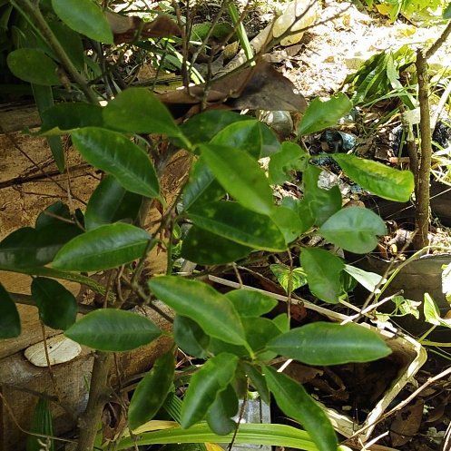 Photo of the plant species Brush Cherry by @WhollyEmerald27 named Peter Parker on Greg, the plant care app