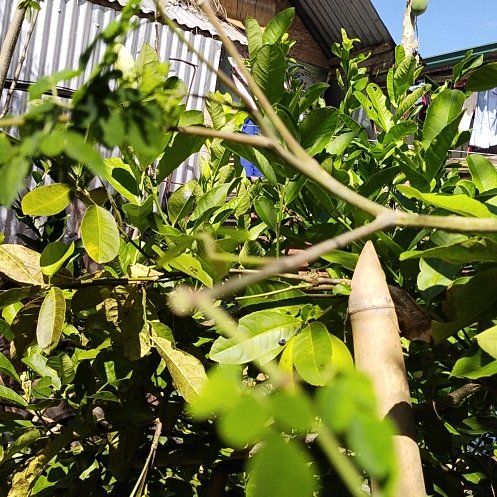 Photo of the plant species Brazilian Peppertree by @WhollyEmerald27 named Rihanna on Greg, the plant care app