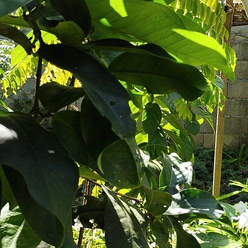 Photo of the plant species Soursop by @WhollyEmerald27 named Dolores on Greg, the plant care app