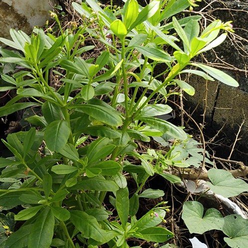 Photo of the plant species Ceylon Spinach by @WhollyEmerald27 named Aristotle on Greg, the plant care app