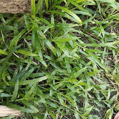 Photo of the plant species Southern Crabgrass by @WhollyEmerald27 named Naomi on Greg, the plant care app