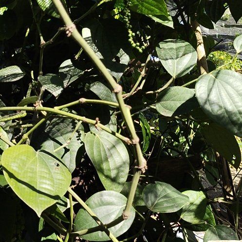 Photo of the plant species Bengal Clockvine by @WhollyEmerald27 named Aria on Greg, the plant care app